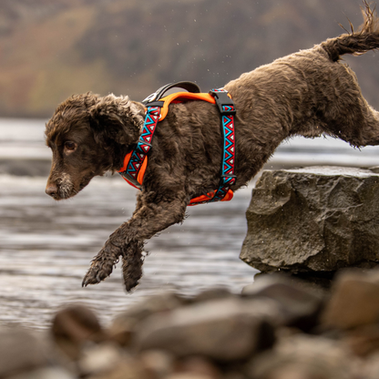 GO-B-BOLD™ | Dog Harness | Zinnia