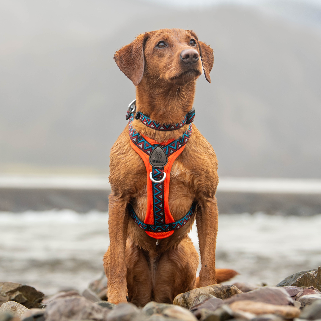 GO-B-BOLD™ | Dog Harness | Zinnia