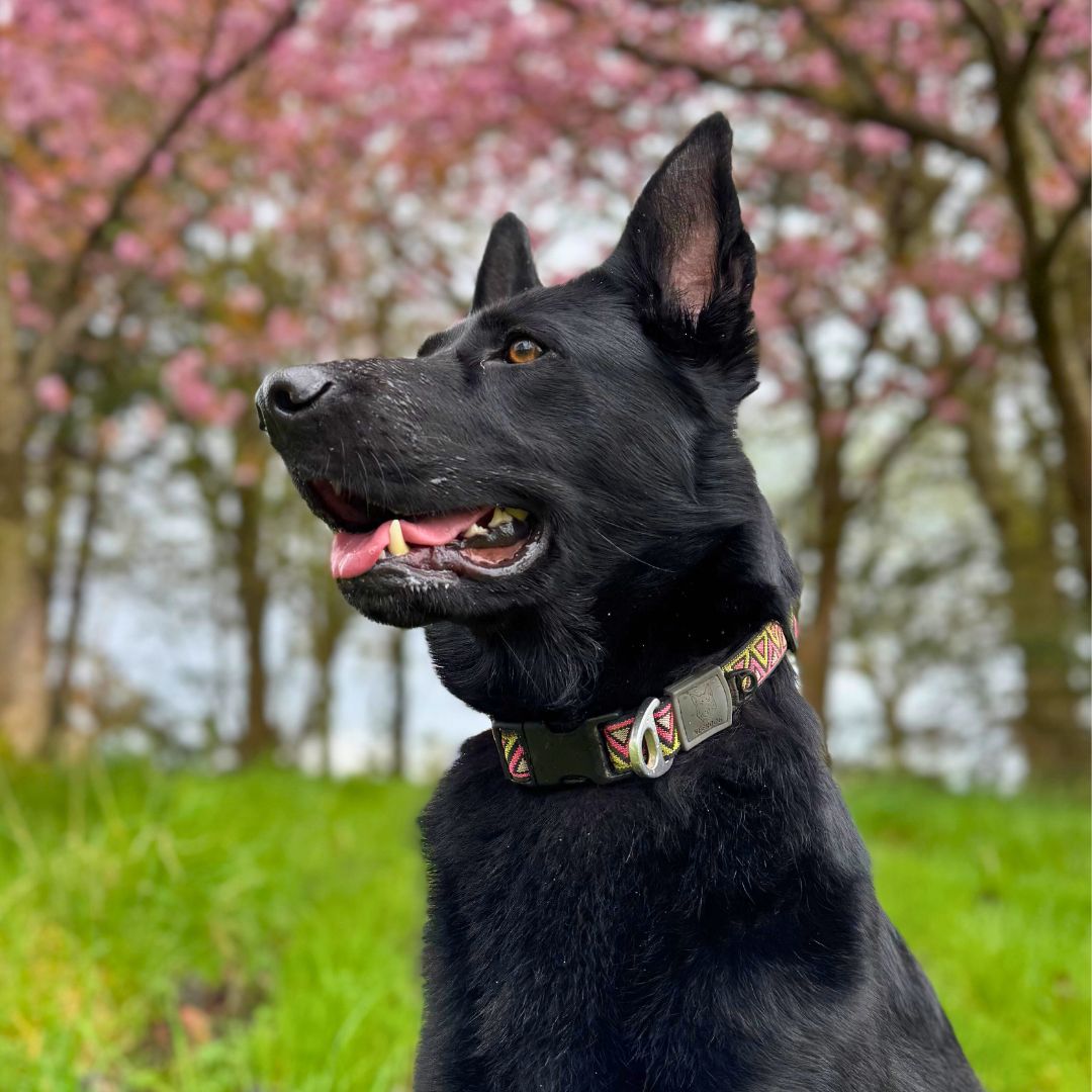 Go-Cee Lantana Collar