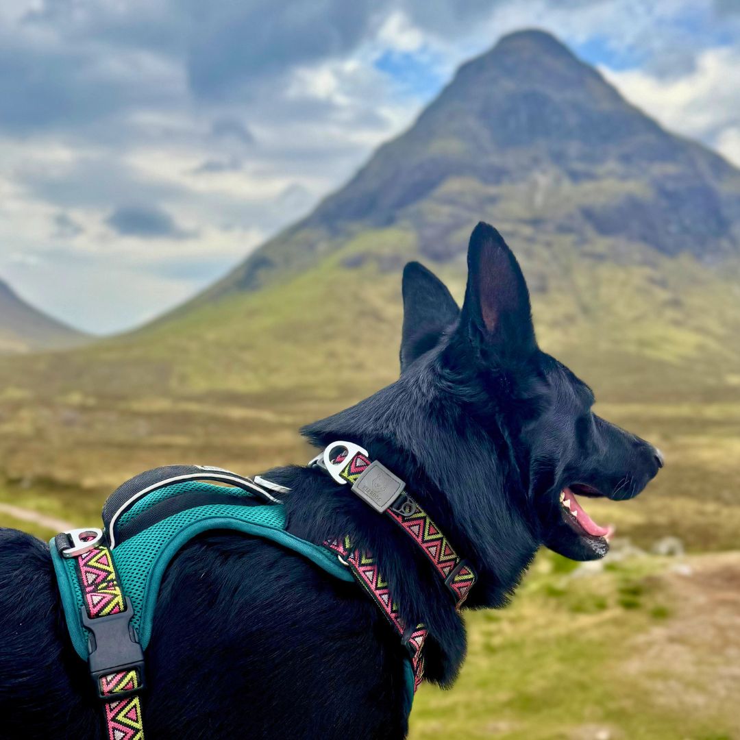 Go-Cee Lantana Collar