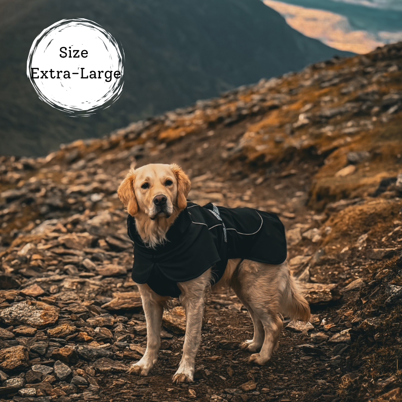 Golden retriever dog wearing softshell dog coat, make for dogs that hike in the rain and colder weather. Reflective piping for extra safety, lightweight and comfortable not too bulky. Stylish and perfect fit for all dog breeds and sizes.