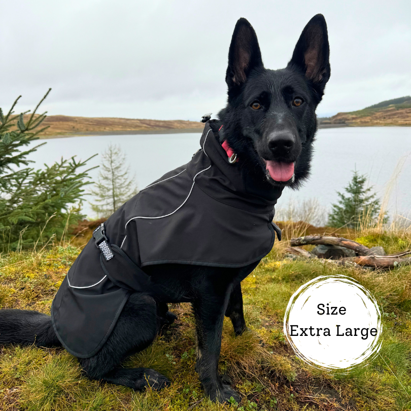 Black German Shepherd wearing a black softshell reflective dog coat. Fully adjustable waist belt with strong durable buckle, perfecting for days hiking in wet weather. 