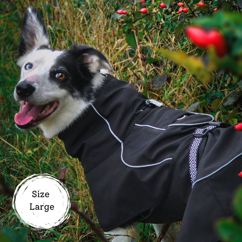 Black and white collie dog wearing a black and white softshell dog coat. Fleece lined to keep your dog warm and avoids overheating. Fully adjustable fit with neck toggles and well as belt adjustment. Leg loops to keep the coat from moving, lightweight and non-restrictive. Reflective strips for safety. 