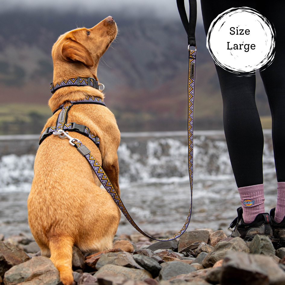 Golden Labrador wearing a hiking matching set of collar lead and harness in a beautiful mountain setting. Strong and sturdy dog kit that is perfect for dogs and people that love th great outdoors.
