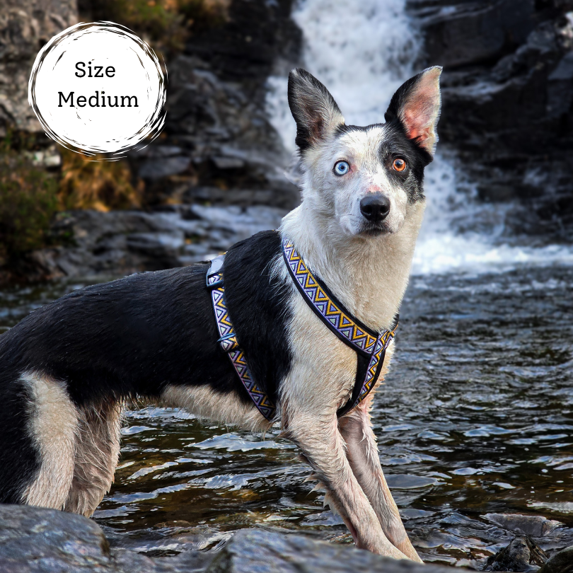 black and white collie dog wearing a hiking dog harness standing in front of a beautiful waterfall. Dog harness that's made for adventures.