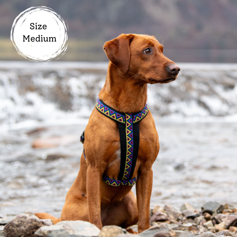 red fox labrador wearing ago-cee Y dog harness, great for dogs that hike. Padded with soft and durable neoprene, beautiful colours for the great outdoors that stand out.