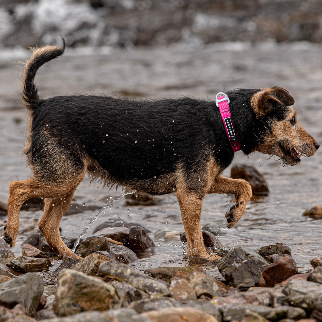 Stink-Proofed Collar - Cosmos Pink