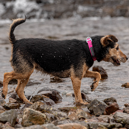 Stink-Proofed Collar - Cosmos Pink