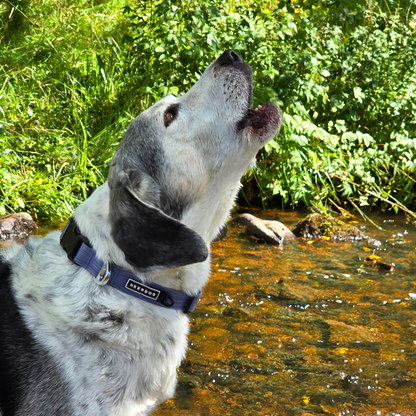 Stink-Proofed Collar - Dusk Blue