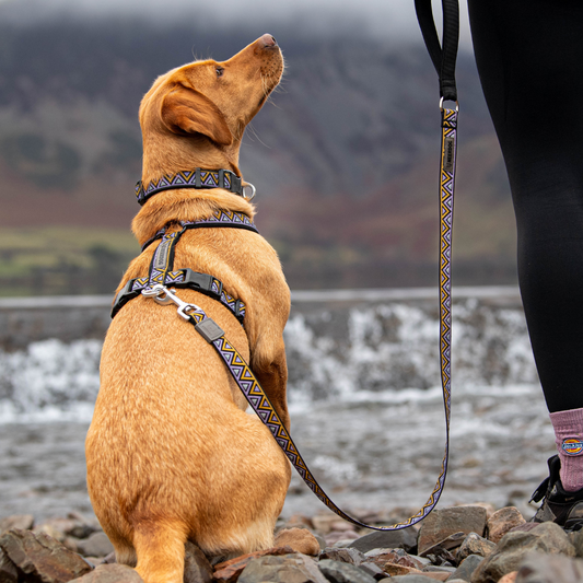 Golden Labrador dog wearing a heavy-duty dog lead made for long hikes. Can be used on all of your adventures, ideal for walks and training sessions.