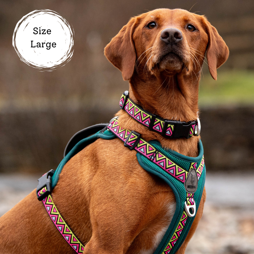 red fox Labrador sat wearing bright pink and green adventure dog harness, best harness for hiking with dogs. safety features and very comfortable, features reinforced padded chest plate and durable d-ring attachments 